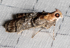 Pococera maritimalis