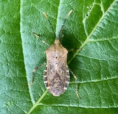 Anasa repetita