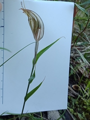 Pterostylis dolichochila