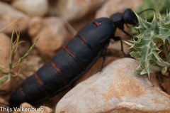 Berberomeloe maculifrons