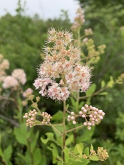 Spiraea alba latifolia
