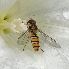 Episyrphus balteatus