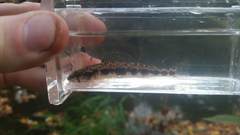 Percina macrocephala