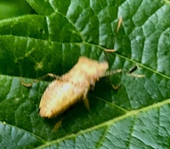 Anasa repetita