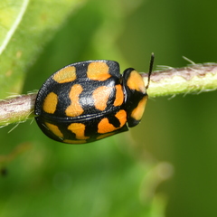 Botanochara sedecimpustulata