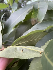 Caryomyia subulata