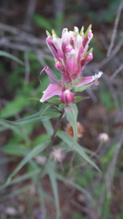 Castilleja elegans