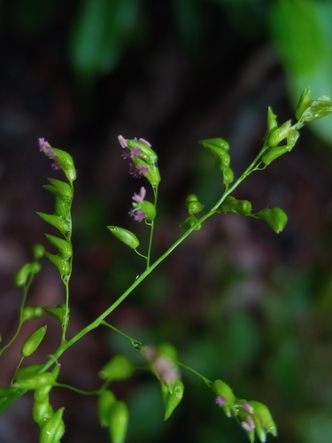 Sacciolepis curvata image