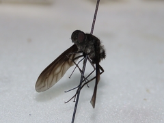 Anthrax aterrimus
