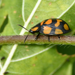 Botanochara sedecimpustulata