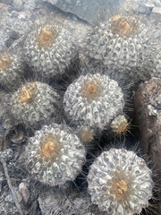 Copiapoa gigantea