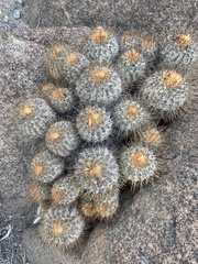 Copiapoa gigantea