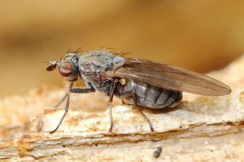 Sapromyza brachysoma