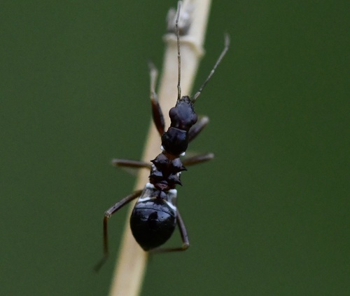 Ant Damselbug photo 3
