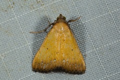 Polypogon mundiferalis