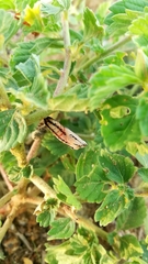Acraea terpsicore