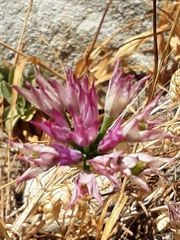 Allium dichlamydeum
