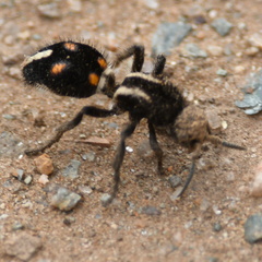 Traumatomutilla centralis