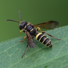 Cerceris clypeata