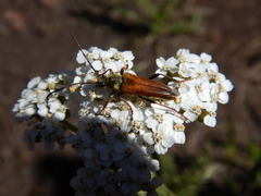Lepturobosca nigrolineata