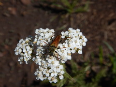Lepturobosca nigrolineata