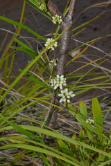 Leichhardtia neomicrostoma