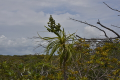 Lomandra insularis