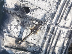 Leucorrhinia intermedia