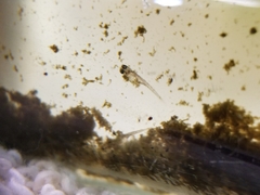 Gasterosteus aculeatus