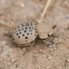 Omorgus pastillarius