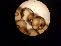 Gasterosteus aculeatus