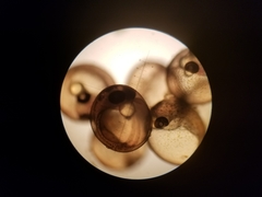 Gasterosteus aculeatus