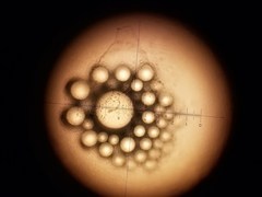 Gasterosteus aculeatus