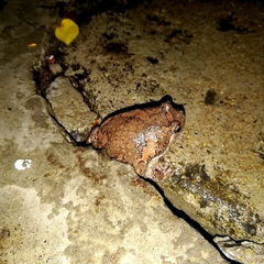 Uperodon taprobanicus