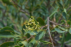 Stenocarpus umbelliferus