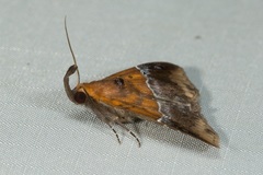 Euphiuche picta