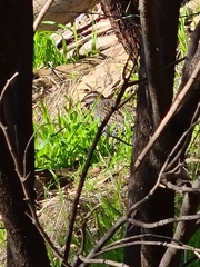 Gallirallus philippensis mellori
