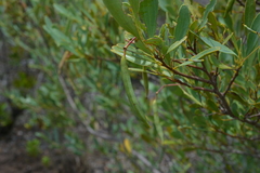 Stenocarpus umbelliferus