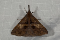 Oxaenanus brontesalis