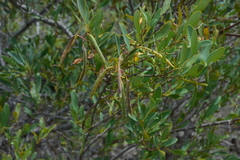 Stenocarpus umbelliferus