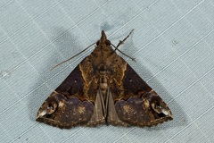 Hypena jugalis