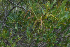Stenocarpus umbelliferus