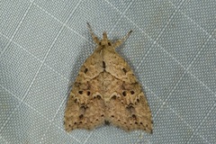 Olulis puncticinctalis