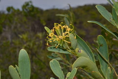 Stenocarpus umbelliferus