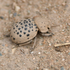 Omorgus pastillarius