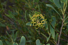 Stenocarpus umbelliferus