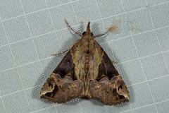 Hypena jugalis