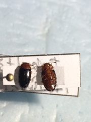 Triplax thoracica
