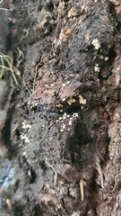 Lachnellula resinaria