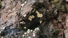 Lachnellula resinaria